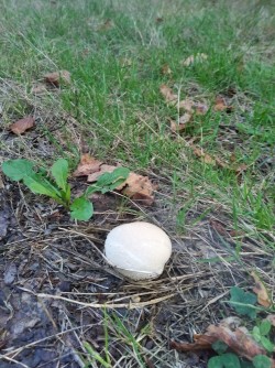 Lycoperdon Ariztia.jpg