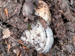 Gomez Boletus edulis 2.jpeg
