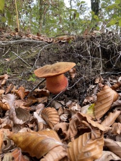 Boletus erythropus.