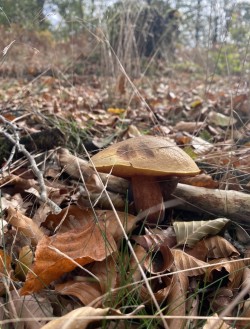 Boletus erytrhopus.
