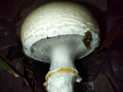 Gomez detalle Lepiota.jpg