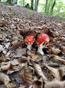Ariztia Amanita muscaria.jpeg