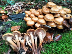 Gomez Kuhneromyces mutabilis.jpg