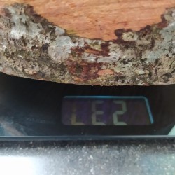 peso hongo apuesta.jpeg