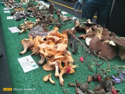 Exposicion ziza hori.jpeg