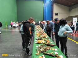 Exposicion setas.jpeg